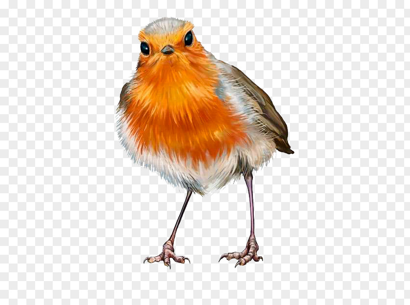 Painting European Robin Oil Stock Photography PNG