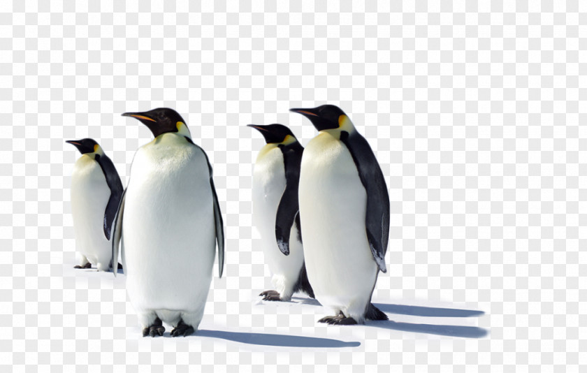 Penguin Desktop Wallpaper Multi-monitor Computer Monitors Laptop PNG