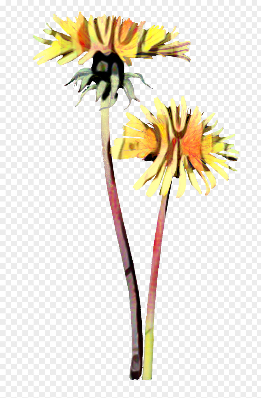 Transvaal Daisy Floristry Cut Flowers Petal Plant Stem PNG