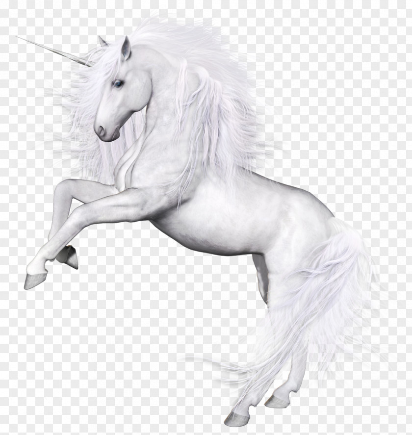 Whitehorse Horse Unicorn Download PNG