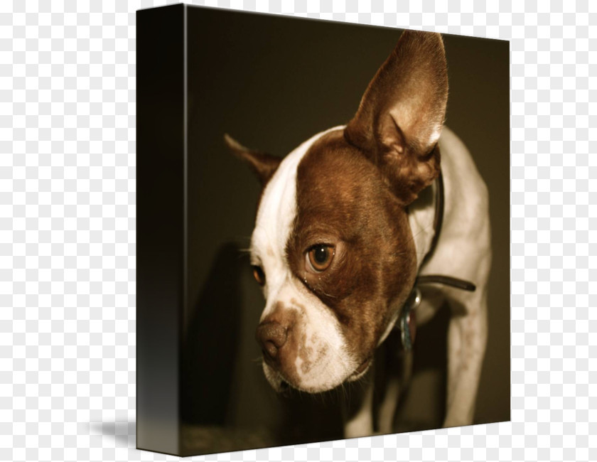 Boston Terrier Dog Breed Non-sporting Group Snout Ear PNG