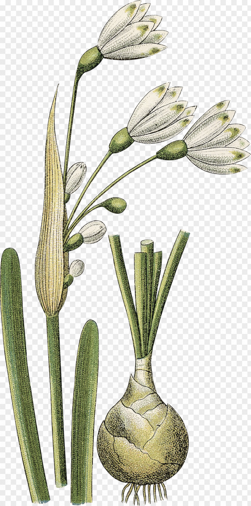 Creative Daffodils Grasses Flowerpot Plant Stem PNG