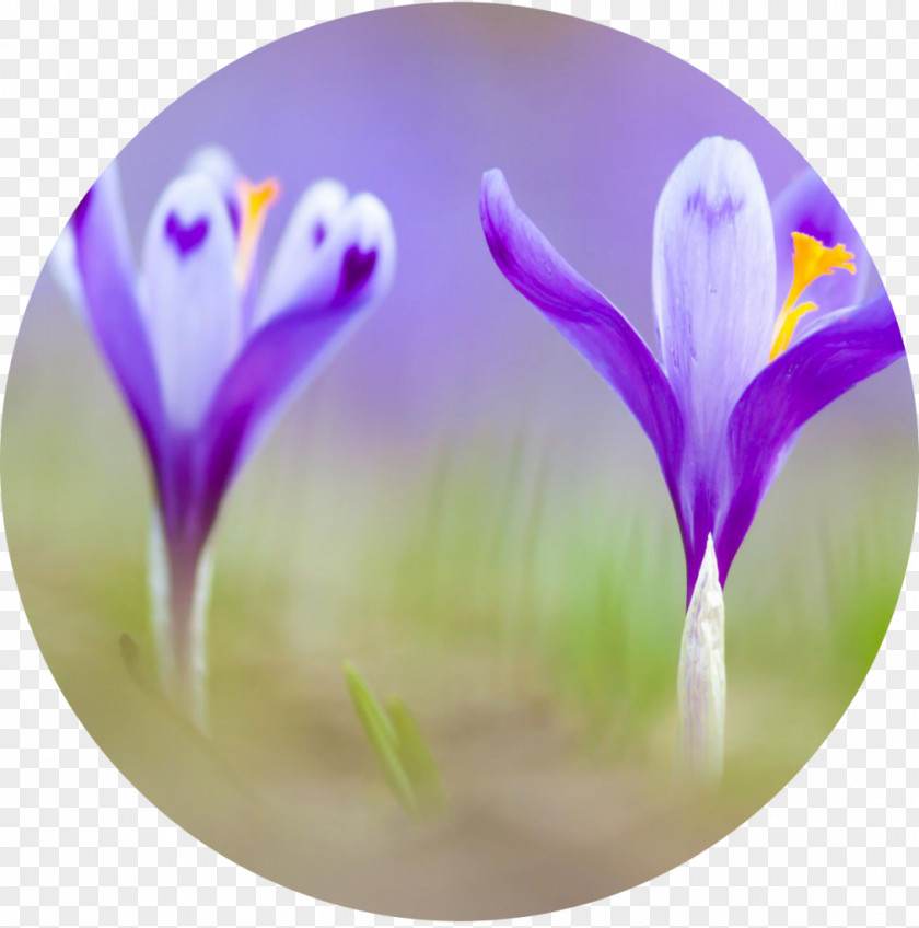 Crocus Flower Saffron Heuffelianus Spice Autumn PNG