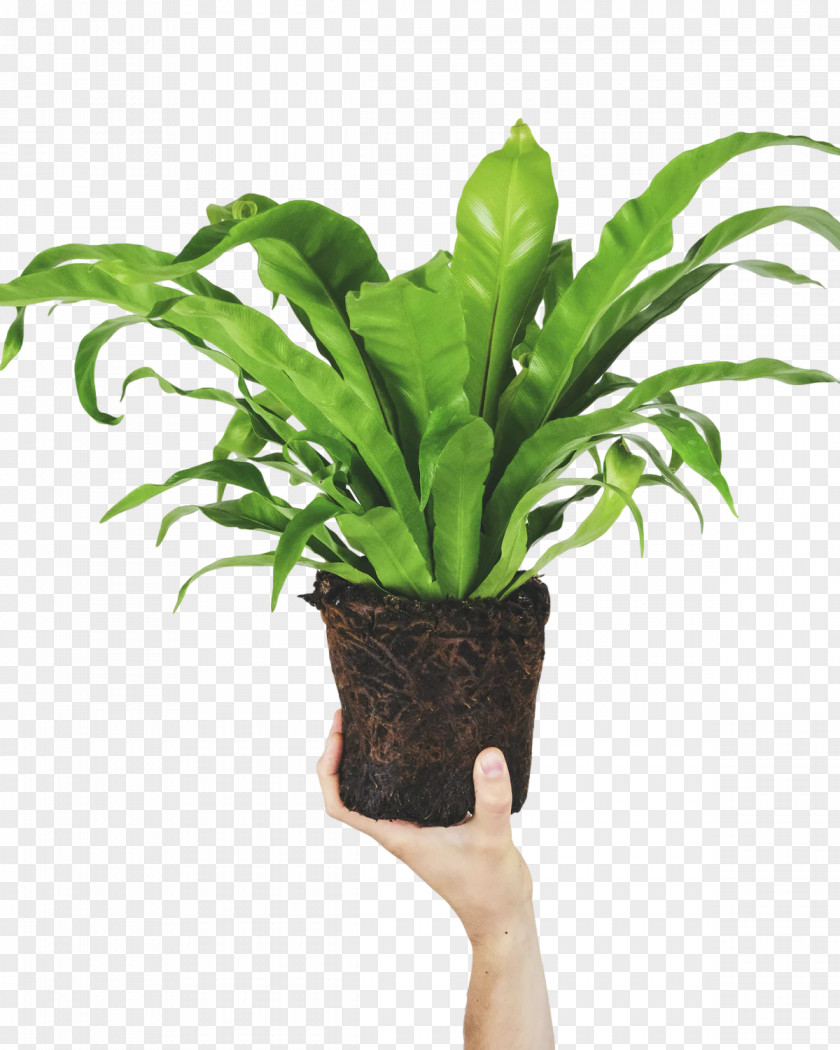 Fern PNG