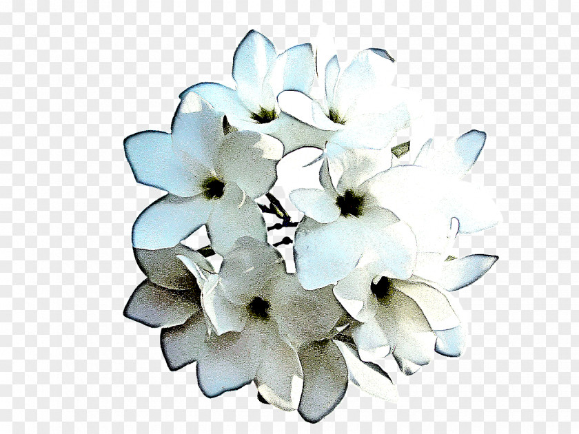 Frangipani Flowering Plant White Petal Flower Cut Flowers PNG