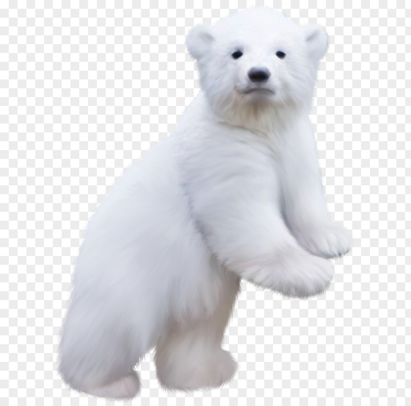 Polar Bear Koala Baby Clip Art PNG