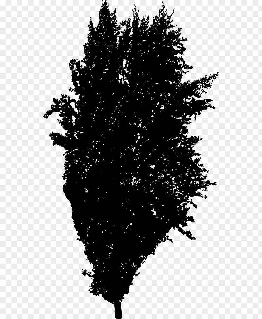 Tree Spruce Fir Twig Woody Plant PNG