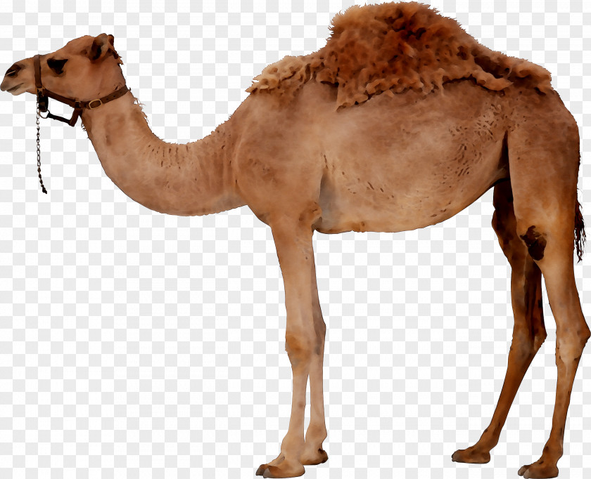 Dromedary Bactrian Camel Clip Art PNG