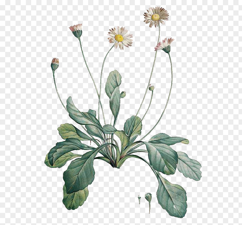 Flower Botanical Illustration Common Daisy Botany Drawing PNG