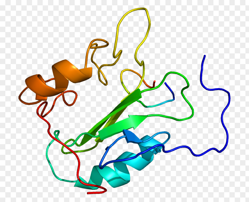 GRB7 Protein Kinase PTK2 Growth Factor PNG