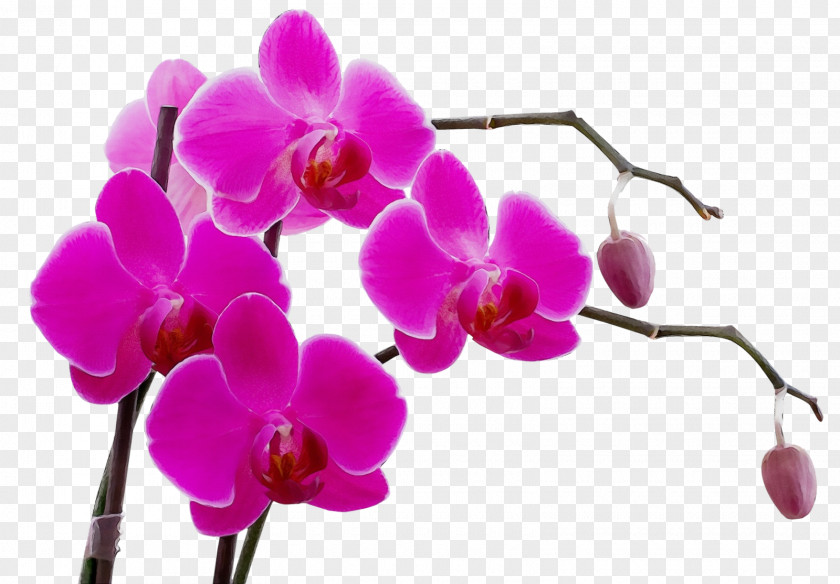 Artificial Flower Cattleya Orchids Lei Women's Health PNG