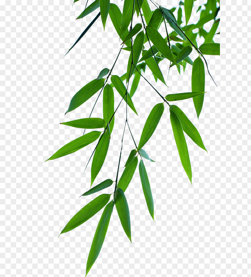 Bamboo Leaves Effect PNG leaves effect clipart PNG
