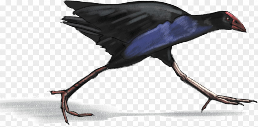 Bird Australasian Swamphen Sally Hogg New Zealand Potton & Burton PNG