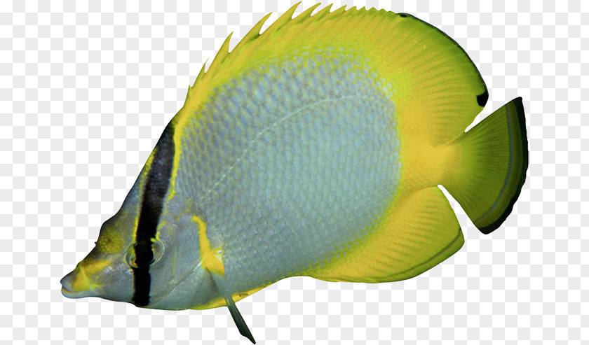 Fish Tropical Marine Angelfishes Aquariums PNG