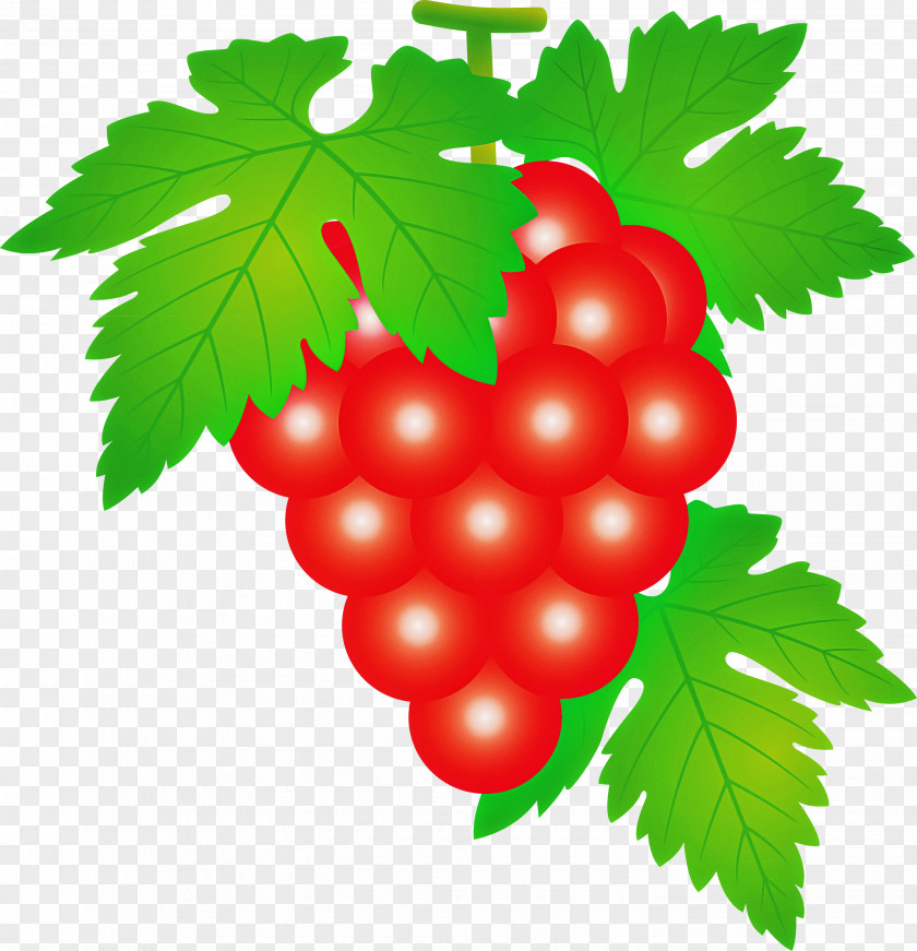 Grape Grapes Fruit PNG