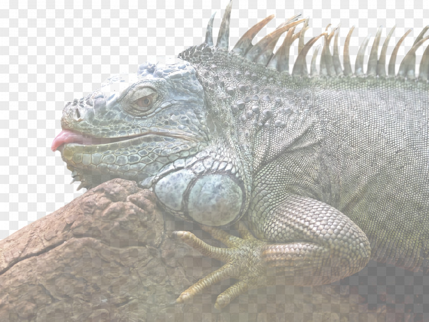 Reptiles Greater Rhea Birds Lizard Common Iguanas PNG