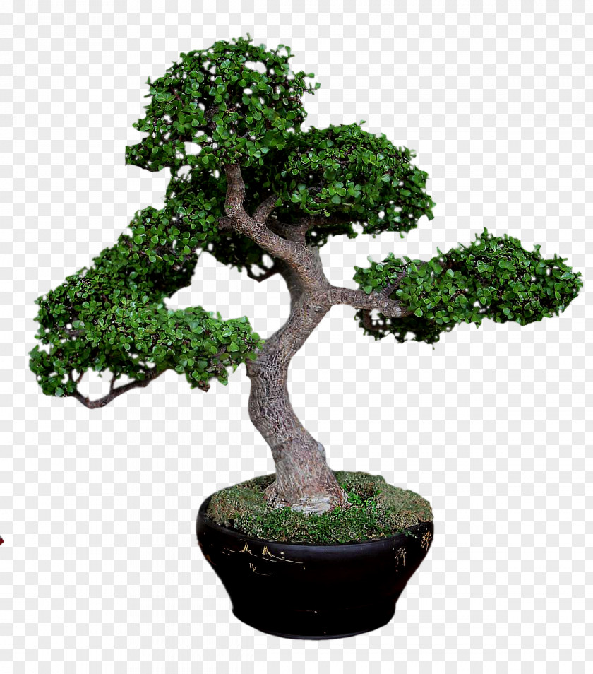 Tree Sageretia Theezans Flowerpot Shrub PNG