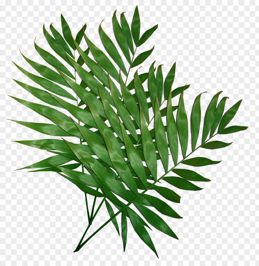 Bamboo PNG