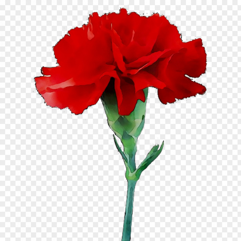 Carnation Flower Clip Art Red PNG