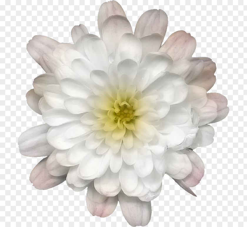 Chrysanthemum Dahlia Petal PNG