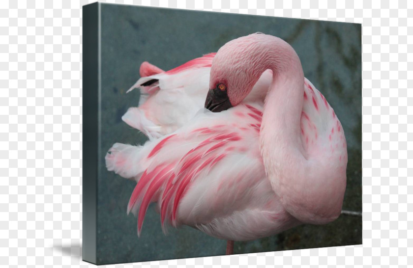 Feather Gallery Wrap Beak Canvas Snout PNG