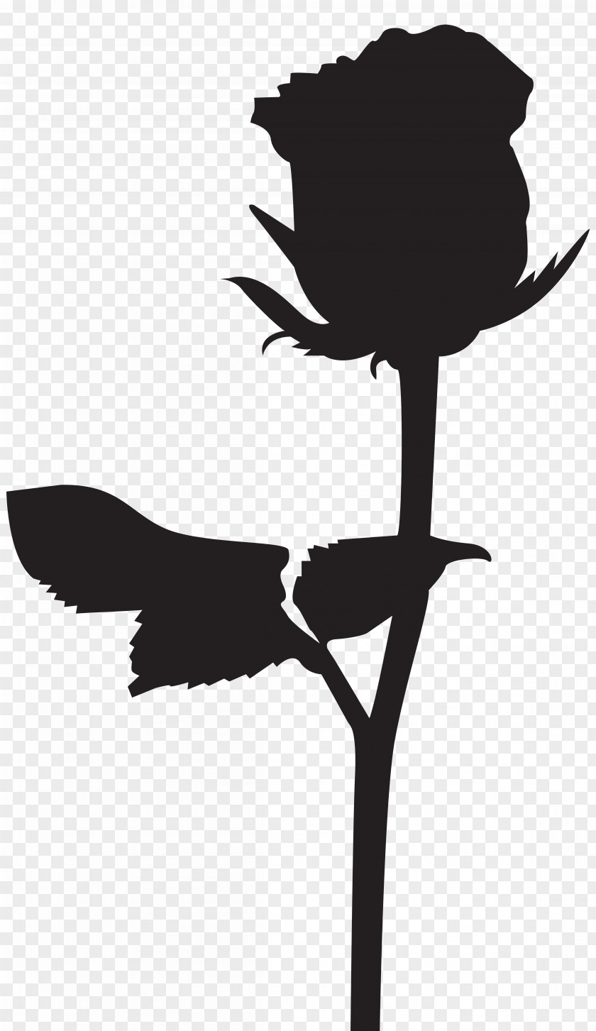 Silhouettes Silhouette Black Rose Drawing Clip Art PNG