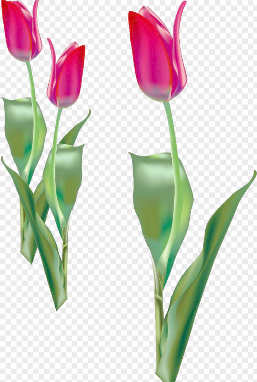 Something Tulip Picture Material Flower Purple PNG