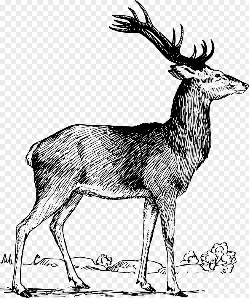 Stags Elk Reindeer Moose White-tailed Deer PNG