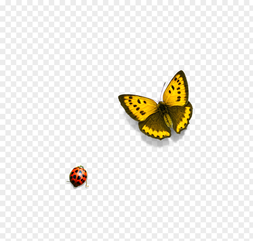 Butterfly Monarch Icon PNG