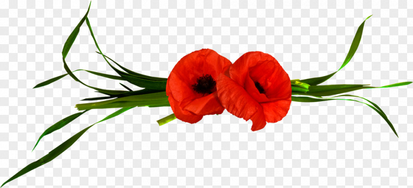 Coquelicot GIF Clip Art JPEG Image PNG