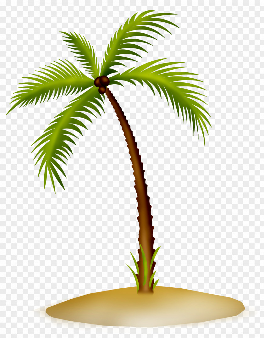 PARADİSE Arecaceae Asian Palmyra Palm Date Flowerpot Coconut PNG