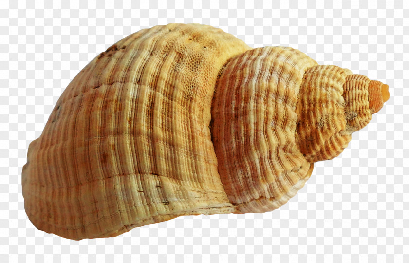 Seashell Cockle PNG