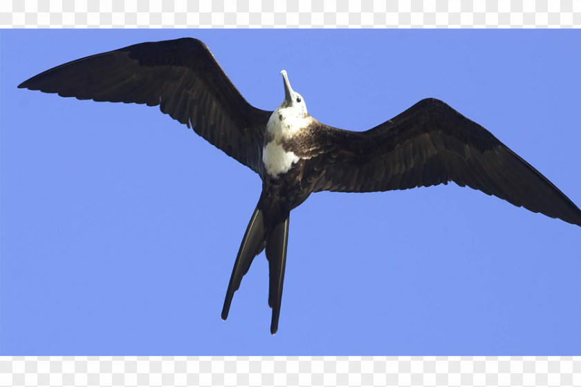 Bird Bald Eagle Galápagos Islands Finches Beak PNG