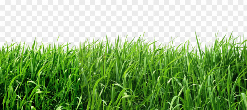 Grass Lawn Clip Art PNG