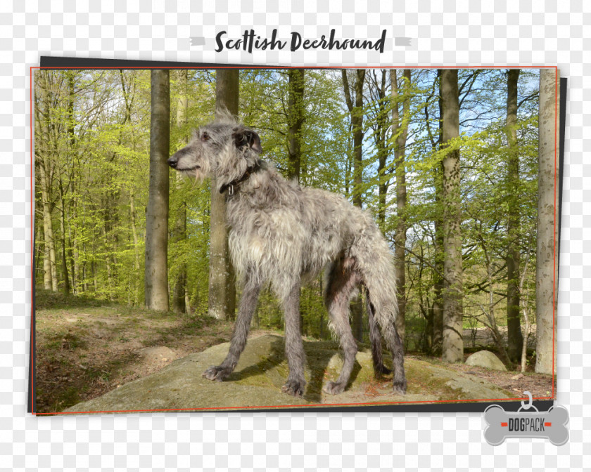 Scottish Deerhound Irish Wolfhound Dog Breed German Shorthaired Pointer Scotland PNG