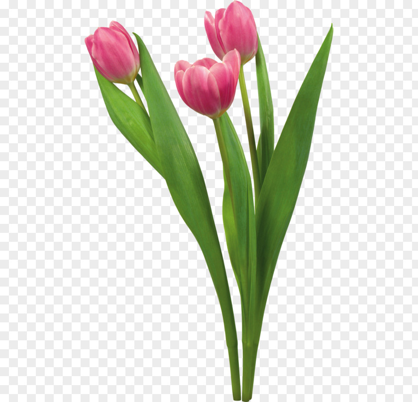 Tulip Desktop Wallpaper Flower High-definition Television Display Resolution PNG