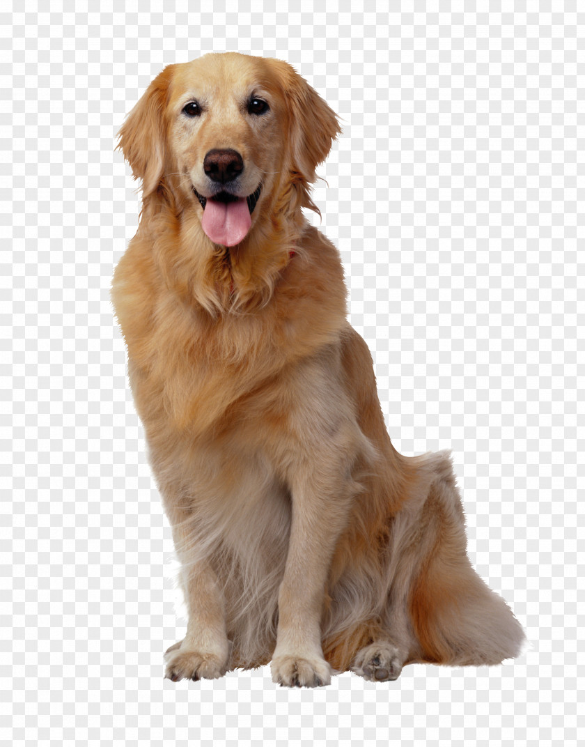 Dogs Golden Retriever Labrador Pet Sitting Puppy Purebred Dog PNG