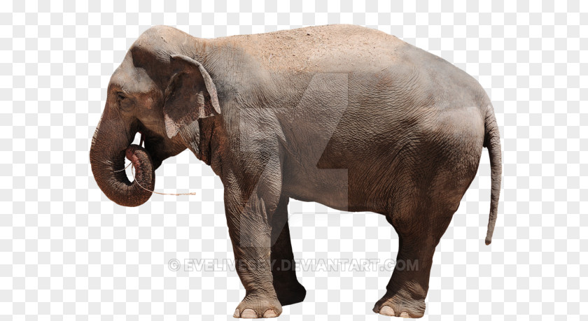 Elephant Art Indian African Animal Wildlife Elephantidae PNG
