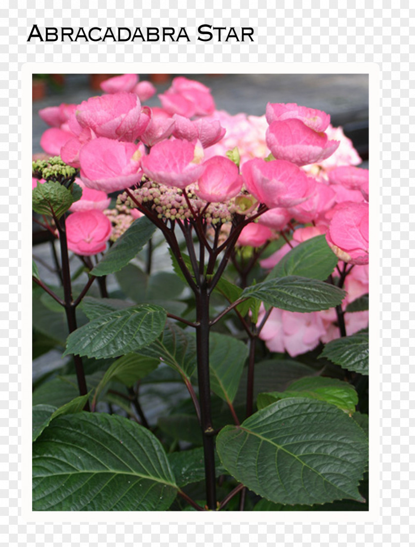 Flower French Hydrangea Plant Stem Smooth Climbing PNG