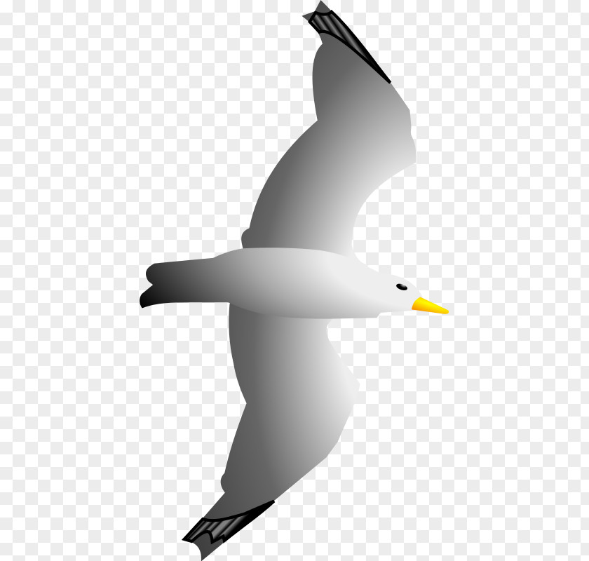 Merlin Cliparts Gulls Seabird Clip Art PNG