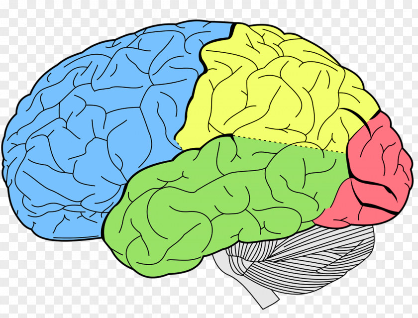 Brain Lobes Of The Temporal Lobe Frontal Human PNG