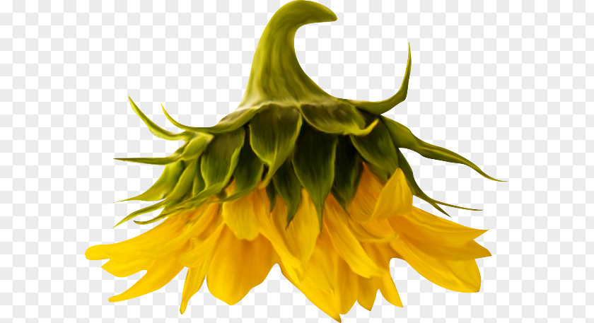 Girasoles Common Sunflower PhotoScape Clip Art PNG