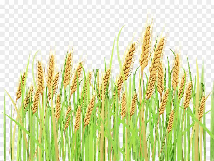 Hordeum Rye Wheat PNG