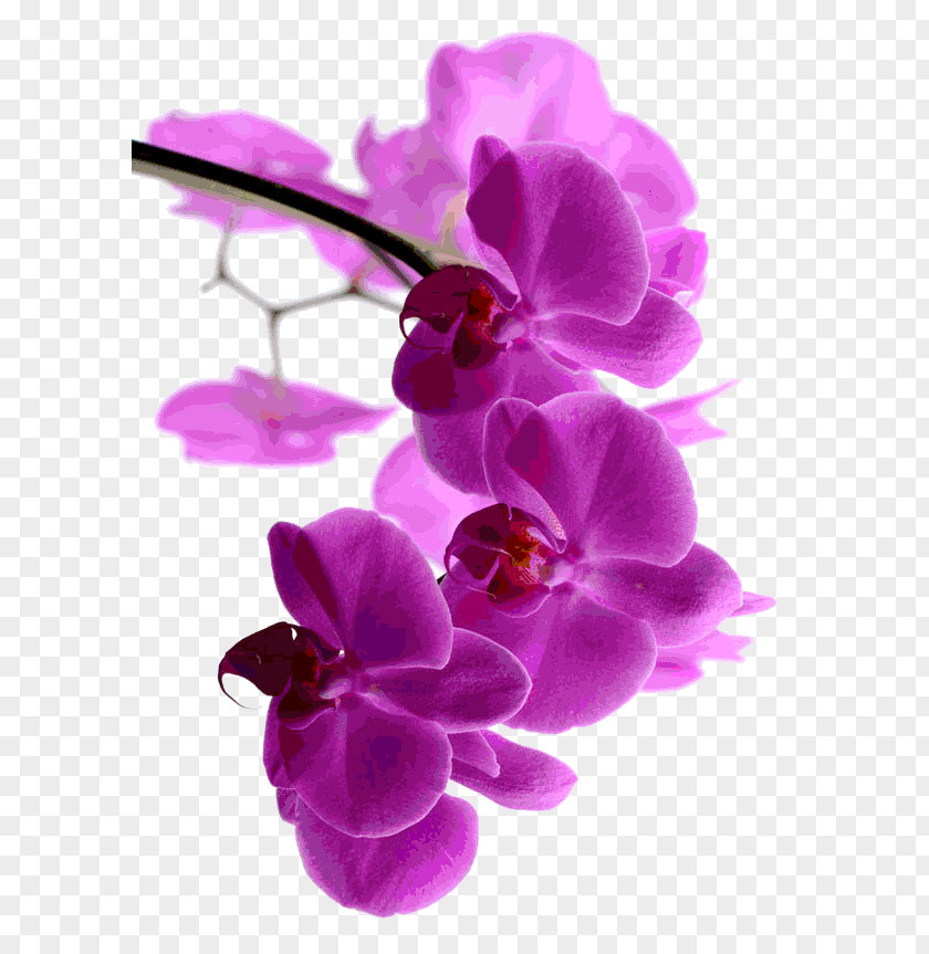 Mind And Body Moth Orchids Dendrobium Pink M Flora PNG
