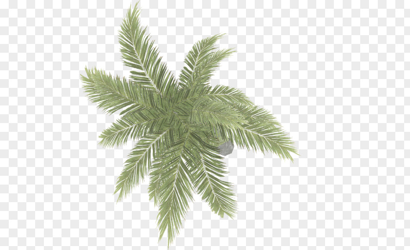 Arecaceae Areca Palm PNG
