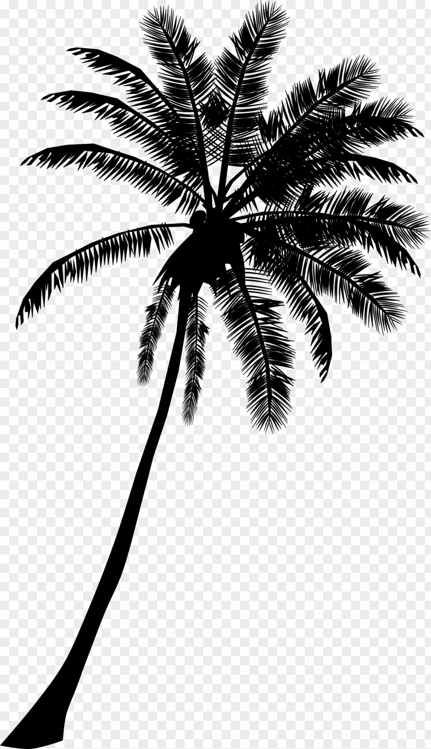 Coconut Tree Arecaceae Cdr Silhouette Clip Art PNG