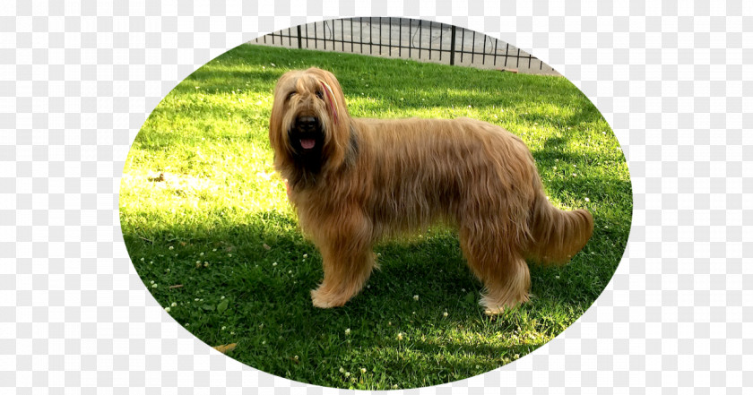 Glen Sapsali Briard Catalan Sheepdog Cão Da Serra De Aires PNG