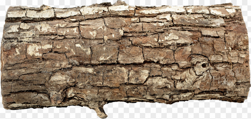 Tree Trunk Stump Snag Wood PNG