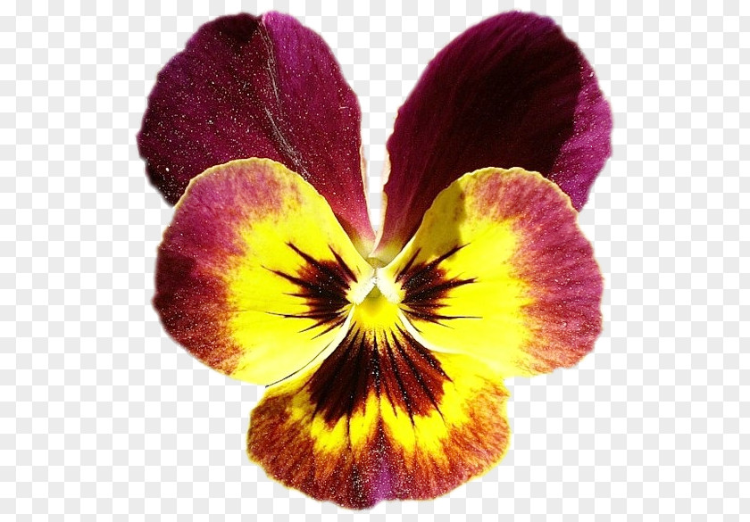 Violet Pansy Petal Flower PNG