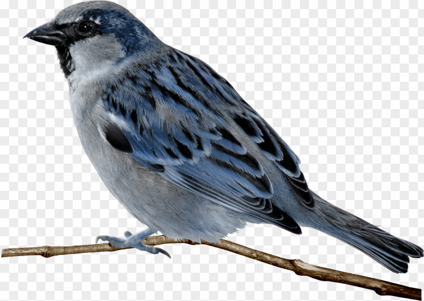 Birds House Sparrow Bird Clip Art PNG
